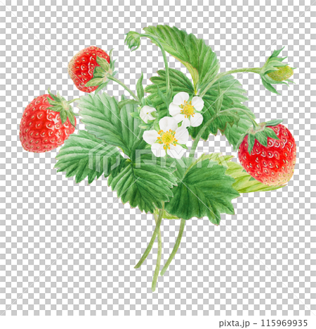 Red strawberry with white flowers bush handdrawn watercolor illustration. Food art, fresh botanical realistic painting. Summer sweet berry clipart for restaurant, cafe menu, farm goods, vegan products 115969935