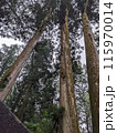 木 115970014