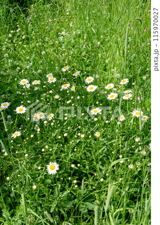 Blooming daisies lat. Matricaria recutita among green grass. Blooming daisies lat. Matricaria recutita among green grass. 115970027
