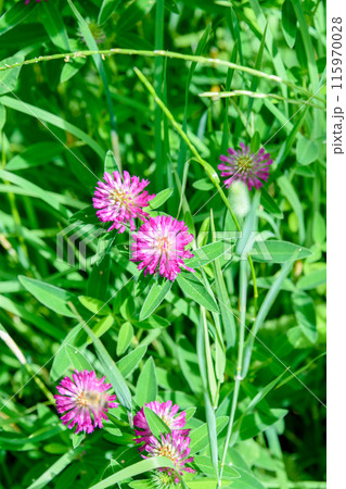 Clover meadow lat. Trifolium pratense against a background of green grass. 115970028