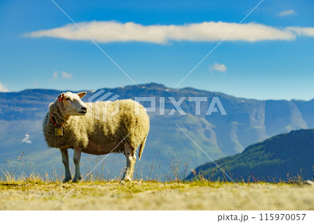 Sheep in mountains, Norway 115970057