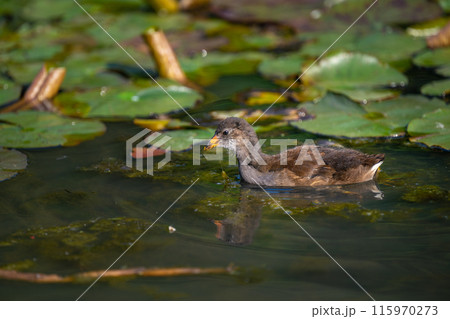Juvenile moorhen swimming on a pond and feeding with water lilies behind. Common moorhen (Gallinula chloropus) in Kent, UK. This water bird is also known as a swamp chicken, marsh hen or waterhen. 115970273