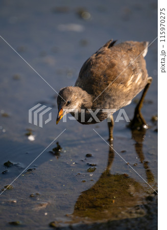 Juvenile moorhen walking in a pond. Common moorhen (Gallinula chloropus) in Kent, UK. This water bird is also known as a swamp chicken, marsh hen or waterhen. Juvenile moorhen walking in a pond. Common moorhen (Gallinula chloropus) in Kent, UK. This water bird is also known as a swamp chicken, marsh hen or waterhen. 115970275