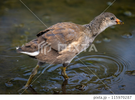 Juvenile moorhen walking in a pond. Common moorhen (Gallinula chloropus) in Kent, UK. This water bird is also known as a swamp chicken, marsh hen or waterhen. Juvenile moorhen walking in a pond. Common moorhen (Gallinula chloropus) in Kent, UK. This water bird is also known as a swamp chicken, marsh hen or waterhen. 115970287