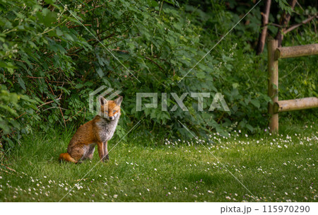 A fox sitting on grass looking at the viewer with plants behind. Red fox (Vulpes vulpes), Kent, UK. 115970290