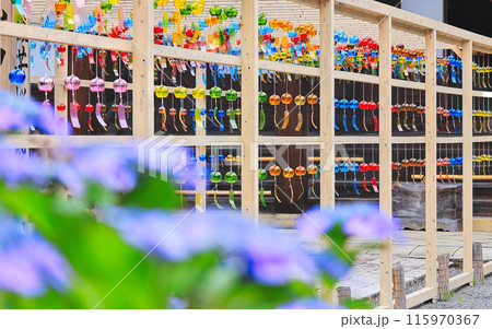カラフルな風鈴参道を紫陽花が堪能する カラフルな風鈴参道を紫陽花が堪能する 115970367