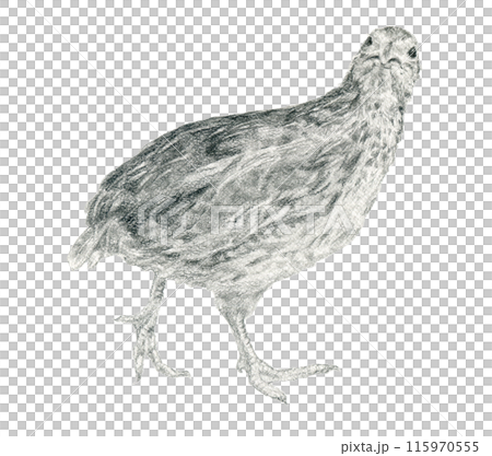 歩くウズラ 115970555