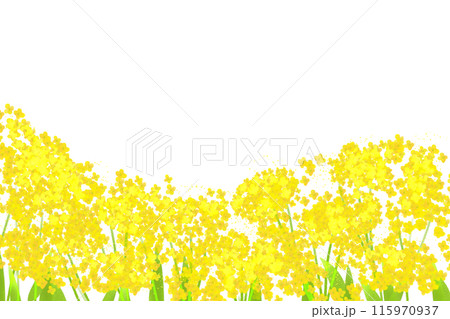 女郎花（オミナエシ）の花のカード3 115970937