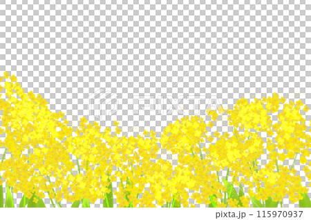 女郎花（オミナエシ）の花のカード3 115970937