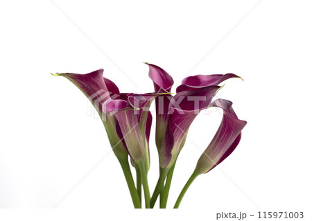 Closeup Blooming Purple Calla Lilies, Isolated Zantedeschia Bulbs, on White Background. Indoor and Outdoor Plant, Flower. Evergreen Flowering Perennial. Horizontal, Herbaceous, Aroid Family. Closeup Blooming Purple Calla Lilies, Isolated Zantedeschia Bulbs, on White Background. Indoor and Outdoor Plant, Flower. Evergreen Flowering Perennial. Horizontal, Herbaceous, Aroid Family. 115971003
