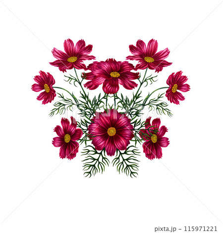 Watercolor bouquet of red and purple cosmos flowers. Illustration for design of templates, cards, postcards for Mother's Day, Valentine's Day, textiles, fabrics, perfume, aromatherapy, alchemy, magic 115971221