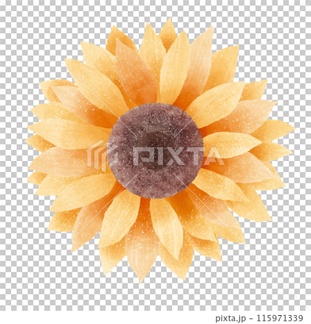 Watercolor Hand drawn illustration Rustic watercolor autumn Sunflower 115971339