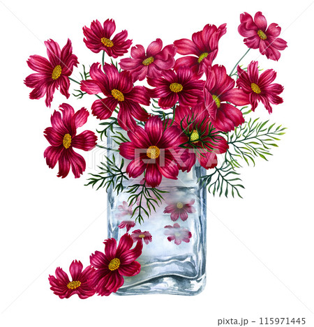 Clear vintage glass vase with a bouquet of red and purple cosmos flowers. Watercolor illustration for design template of spirits, perfumes, oils, liquids, aromatherapy, drinks, alcohol, alchemy, magic 115971445