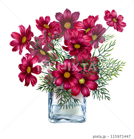 Clear vintage glass vase with a bouquet of red and purple cosmos flowers. Watercolor illustration for design template of spirits, perfumes, oils, liquids, aromatherapy, drinks, alcohol, alchemy, magic Clear vintage glass vase with a bouquet of red and purple cosmos flowers. Watercolor illustration for design template of spirits, perfumes, oils, liquids, aromatherapy, drinks, alcohol, alchemy, magic 115971447