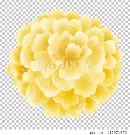 Watercolor Hand drawn illustration Rustic watercolor autumn Marigold flower Watercolor Hand drawn illustration Rustic watercolor autumn Marigold flower 115971476