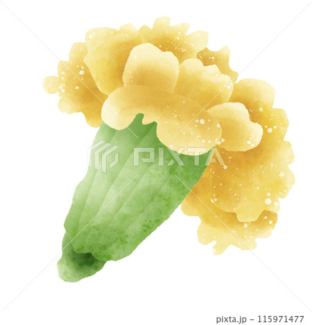 Watercolor Hand drawn illustration Rustic watercolor autumn Marigold flower 115971477