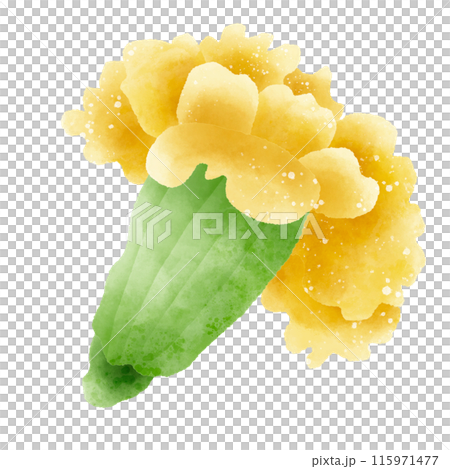 Watercolor Hand drawn illustration Rustic watercolor autumn Marigold flower 115971477