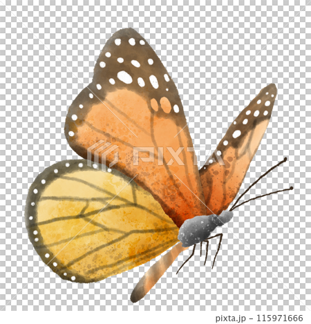 Watercolor Hand drawn illustration Rustic watercolor orange black polka dot buttefly Watercolor Hand drawn illustration Rustic watercolor orange black polka dot buttefly 115971666