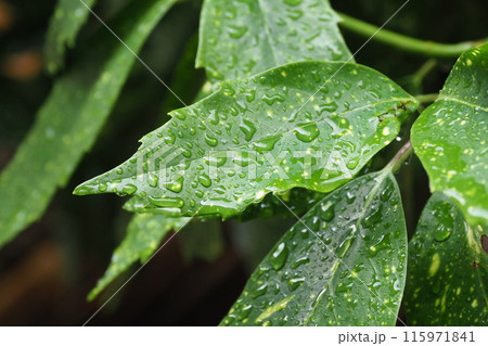 フイリアオキ：水滴つき(雨天時撮影) 115971841
