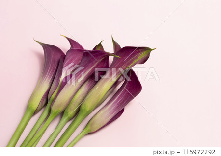 Closeup Zantedeschia Calla Pink Purple Flower On Pink Background. Blooming Plant, Flowering Evergreen. Fresh Lilly Top View. Horizontal Plane. Closeup Zantedeschia Calla Pink Purple Flower On Pink Background. Blooming Plant, Flowering Evergreen. Fresh Lilly Top View. Horizontal Plane. 115972292
