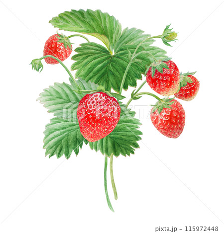 Red strawberry bush hand drawn watercolor illustration. Delicious food art, fresh botanical realistic painting. Summer sweet berry clipart for restaurant, cafe menu, farm goods, vegan products 115972448