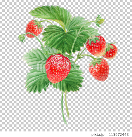 Red strawberry bush hand drawn watercolor illustration. Delicious food art, fresh botanical realistic painting. Summer sweet berry clipart for restaurant, cafe menu, farm goods, vegan products 115972448