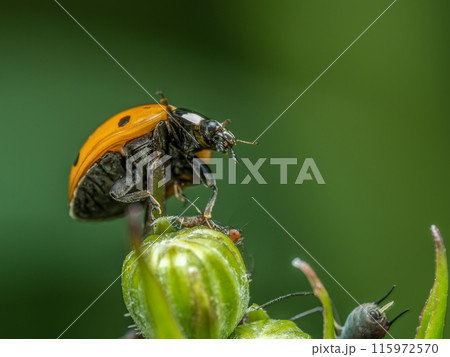 Ladybird on garden green plant chasing aphids Ladybird on garden green plant chasing aphids 115972570