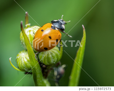 Ladybird on garden green plant chasing aphids 115972573