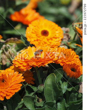 キンセンカ (カレンデュラ:Calendula officinalis) キンセンカ (カレンデュラ:Calendula officinalis) 115972799