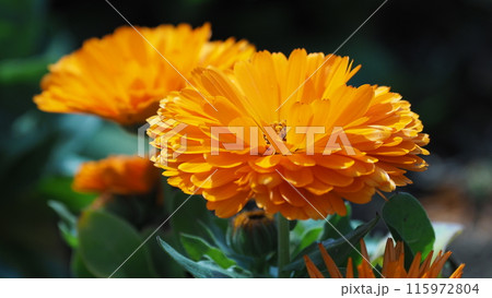 キンセンカ (カレンデュラ:Calendula officinalis) キンセンカ (カレンデュラ:Calendula officinalis) 115972804
