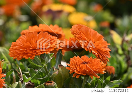 キンセンカ (カレンデュラ:Calendula officinalis) キンセンカ (カレンデュラ:Calendula officinalis) 115972812