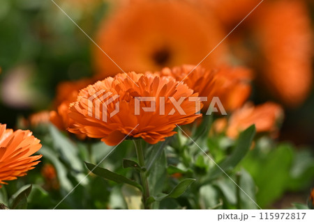 キンセンカ (カレンデュラ：Calendula officinalis) 115972817
