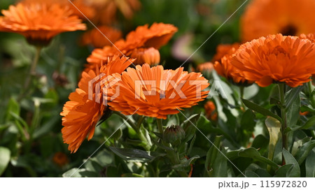 キンセンカ (カレンデュラ:Calendula officinalis) キンセンカ (カレンデュラ:Calendula officinalis) 115972820