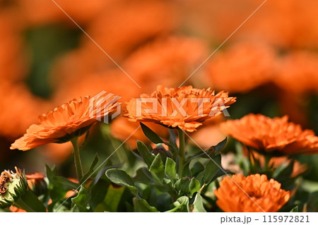 キンセンカ (カレンデュラ：Calendula officinalis) 115972821