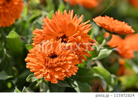キンセンカ (カレンデュラ:Calendula officinalis) キンセンカ (カレンデュラ:Calendula officinalis) 115972824