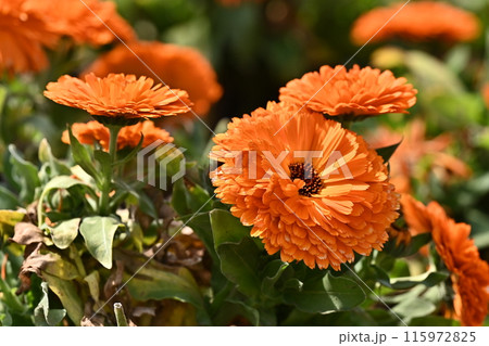 キンセンカ (カレンデュラ:Calendula officinalis) キンセンカ (カレンデュラ:Calendula officinalis) 115972825