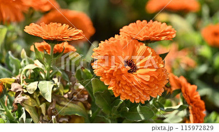 キンセンカ (カレンデュラ:Calendula officinalis) キンセンカ (カレンデュラ:Calendula officinalis) 115972829