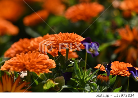 キンセンカ (カレンデュラ:Calendula officinalis) キンセンカ (カレンデュラ:Calendula officinalis) 115972834