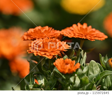 キンセンカ (カレンデュラ:Calendula officinalis) キンセンカ (カレンデュラ:Calendula officinalis) 115972845
