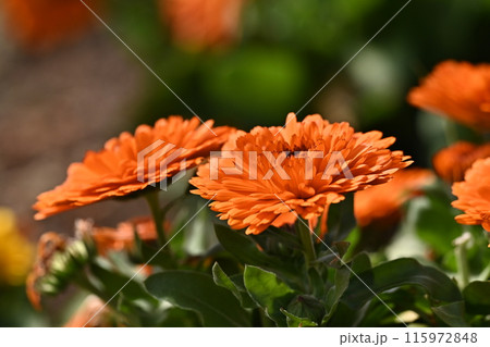 キンセンカ (カレンデュラ:Calendula officinalis) キンセンカ (カレンデュラ:Calendula officinalis) 115972848