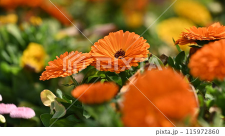 キンセンカ (カレンデュラ:Calendula officinalis) キンセンカ (カレンデュラ:Calendula officinalis) 115972860