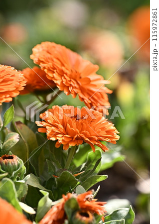 キンセンカ (カレンデュラ：Calendula officinalis) 115972861