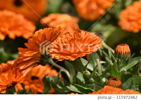 キンセンカ (カレンデュラ:Calendula officinalis) キンセンカ (カレンデュラ:Calendula officinalis) 115972862