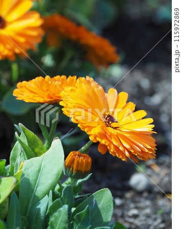 キンセンカ (カレンデュラ:Calendula officinalis) キンセンカ (カレンデュラ:Calendula officinalis) 115972869