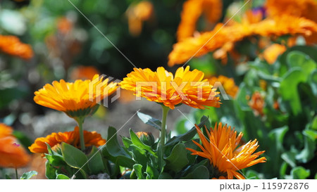 キンセンカ (カレンデュラ:Calendula officinalis) キンセンカ (カレンデュラ:Calendula officinalis) 115972876