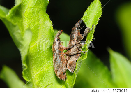 ハスジカツオゾウムシ（ペア） 115973011