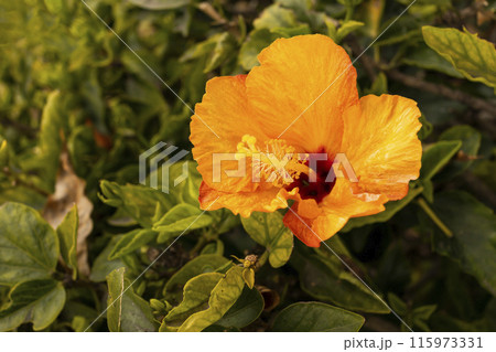 Closeup Yellow Orange Tropical Hibiscus Live Plant or Chinese Rose, Single Flower. Nursery Evergreen Tree. Floriculture, Landscape. Outdoor Shoeblack Plant, Hawaii Flower, Shoe Mallow Closeup Yellow Orange Tropical Hibiscus Live Plant or Chinese Rose, Single Flower. Nursery Evergreen Tree. Floriculture, Landscape. Outdoor Shoeblack Plant, Hawaii Flower, Shoe Mallow 115973331