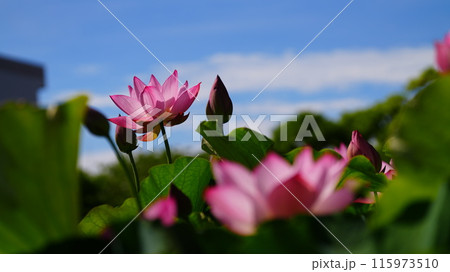 青空に映えるハスの花 115973510