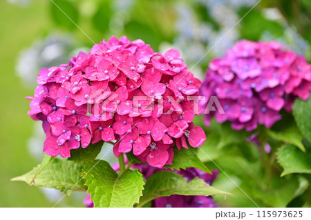 雨粒付きアジサイ(梅雨のイメージ等に最適) 115973625