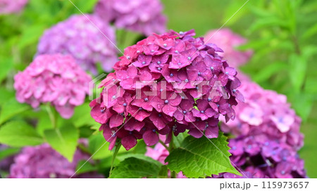雨粒付きアジサイ(梅雨のイメージ等に最適) 雨粒付きアジサイ(梅雨のイメージ等に最適) 115973657
